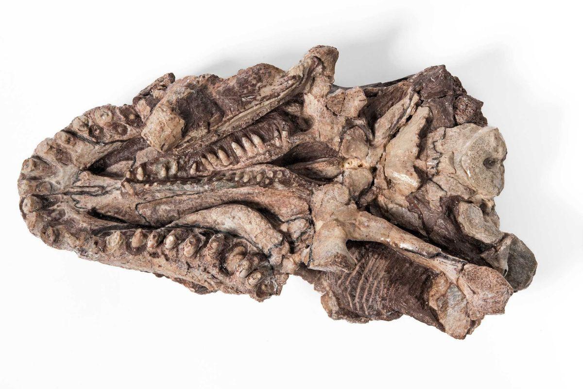 小物 tetrapod New Bromacker-tetrapod is named after UNESCO-Geopark in Thuringia